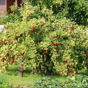 Смородина красная: лучшие сорта, уход и выращивание