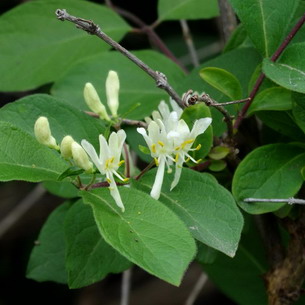 Растение жимолость (Lonicera): фото и описание, посадка и уход