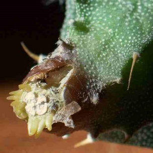 Болезни кактусов и их лечение в домашних условиях