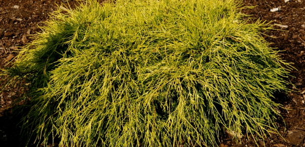 Кипарисовик – хвойное растение
