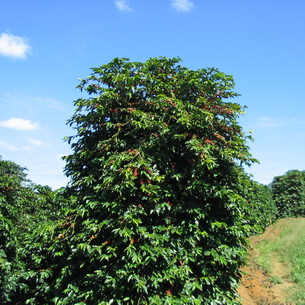 Кофейное дерево: описание и выращивание дома