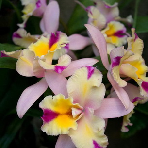 Орхидея каттлея: описание видов, выращивание и размножение