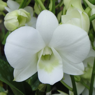 Орхидея каттлея: описание видов, выращивание и размножение