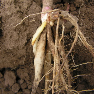 Гладиолусы: описание и агротехника выращивания