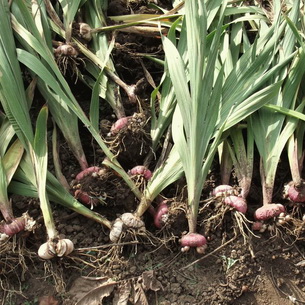 Гладиолусы: описание и агротехника выращивания