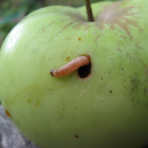 Вредители яблонь и груш: фото и меры борьбы