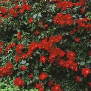 Плетистые розы: описание, выращивание и размножение