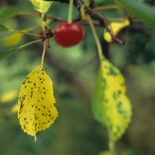 Болезни и вредители вишни и сливы: фото и способы борьбы