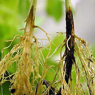 Ромашка (нивяник): описание и выращивание