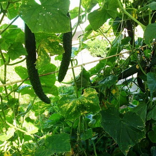 Технология выращивания огурцов в теплице: секреты агротехники