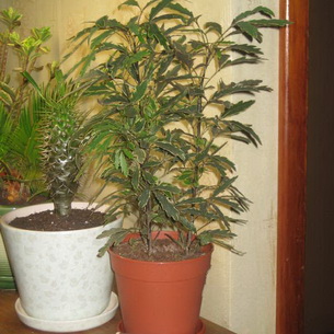 Дизиготека (Dizigotheca): уход за комнатным растением