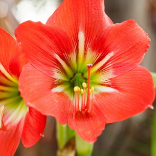 Цветок гиппеаструм (hippeastrum): выращивание в домашних условиях