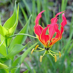 Глориоза (Gloriosa): цветок в домашних условиях