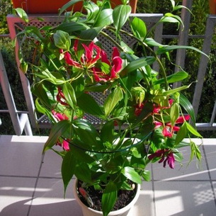 Глориоза (Gloriosa): цветок в домашних условиях