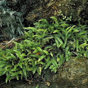 Блехнум: комнатное растение дербянка