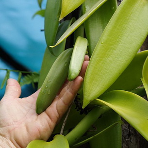Орхидея ваниль (с фото): основные сведения