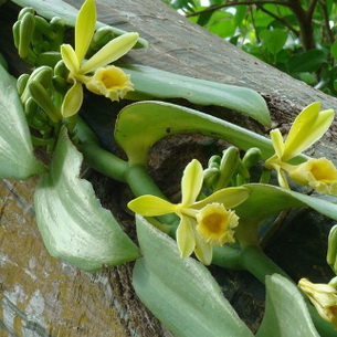 Орхидея ваниль (с фото): основные сведения