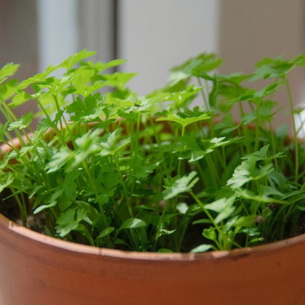 Петрушка – двулетнее растение