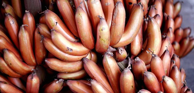 Банан: травянистое растение