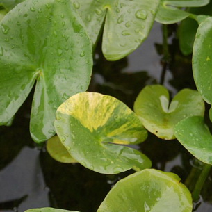 Кубышка (Nyphar) – водное растение