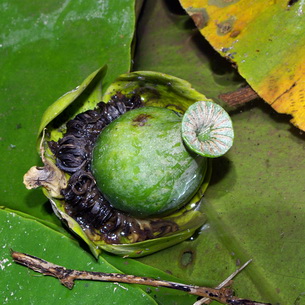 Кубышка (Nyphar) – водное растение