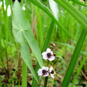 Стрелолист (Sagittaria sagittaefolia) – аквариумное растение