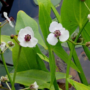 Стрелолист (Sagittaria sagittaefolia) – аквариумное растение