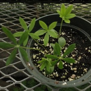 Люпин – бобовое растение