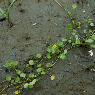 Лютик – ядовитое растение: описание и фото
