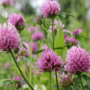 Клевер (Trifolium): цветок и кормовая культура