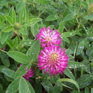 Клевер (Trifolium): цветок и кормовая культура