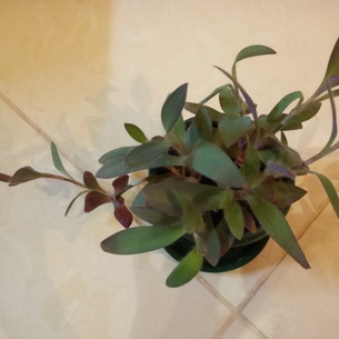 Сеткреазия – комнатное растение