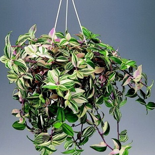Сеткреазия – комнатное растение
