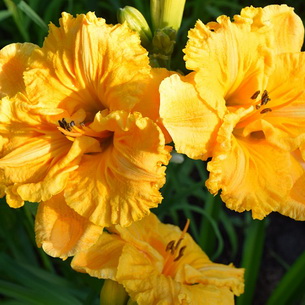 Лилейники (Hemerocallis) – это садовые цветы