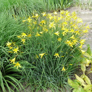 Лилейники (Hemerocallis) – это садовые цветы
