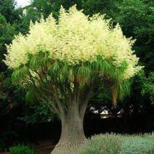 Бокарнея (Beaucarnea) – бутылочное дерево