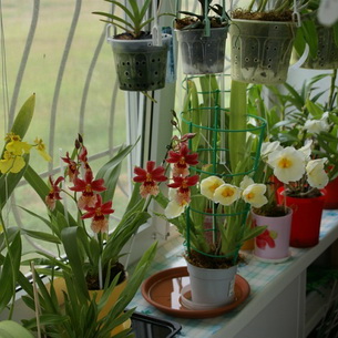 Мильтония (Miltonia) – домашняя орхидея