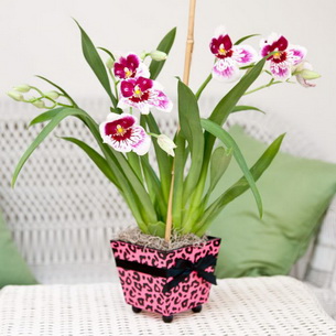 Мильтония (Miltonia) – домашняя орхидея