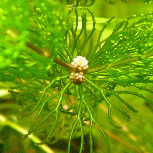 Роголистник: описание видов и особенности водоросли