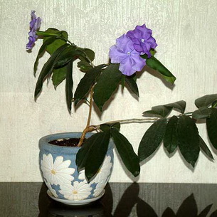 Брунфельсия (Brunfelsia) и выращивание этого цветка