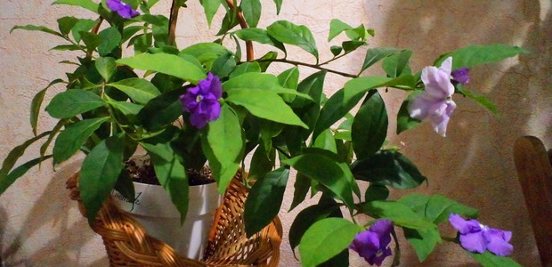 Брунфельсия (Brunfelsia) и выращивание этого цветка