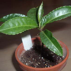 Ардизия (Ardisia): комнатное растение