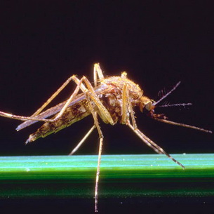 Размножение и развитие насекомых: основные типы и стадии