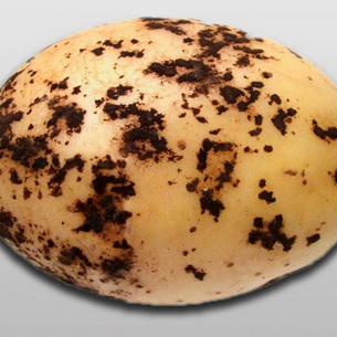 Болезни и вредители картофеля: описание и эффективная защита