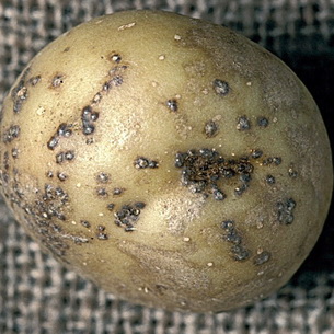 Болезни и вредители картофеля: описание и эффективная защита