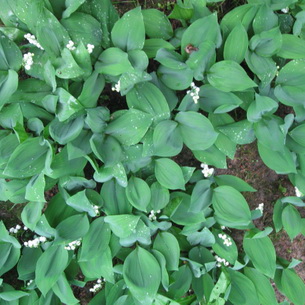 Ландыш майский (Convallaria majalis)