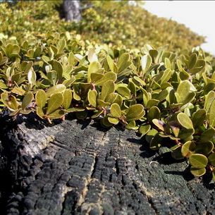 Трава толокнянка или медвежьи ушки (Агctostaphylos uva-ursi)