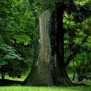 Дерево дуб (Quercus)