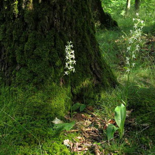 Любка двулистная – ночная фиалка (Platanthera bifolia)