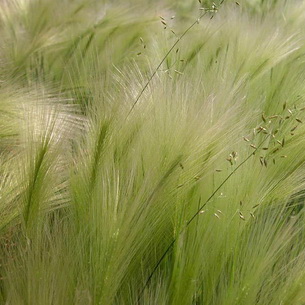 Трава ковыль или волосатик